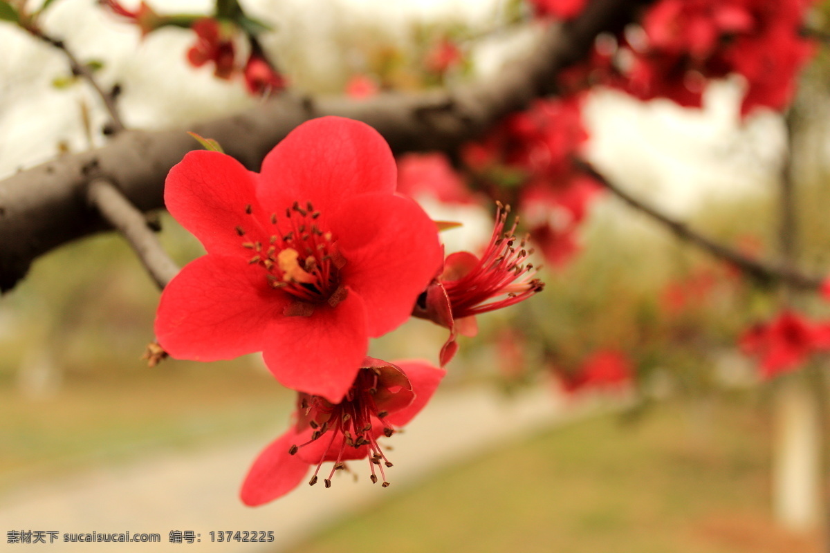 红花 旎 红色
