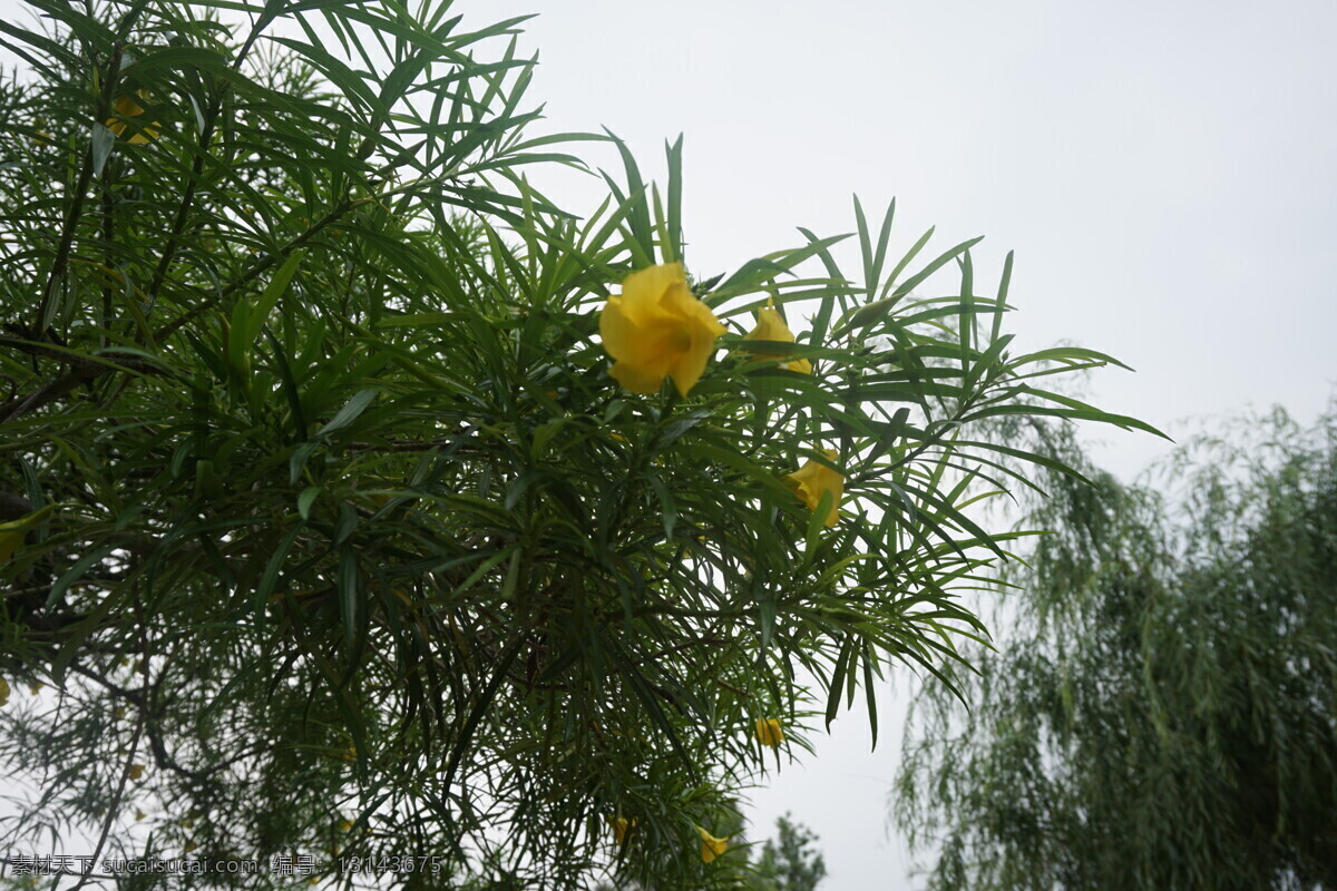 黄花夹竹桃 黄色花 夹竹桃 花卉 绿叶 植物 树木 花草树木 生物世界 花草