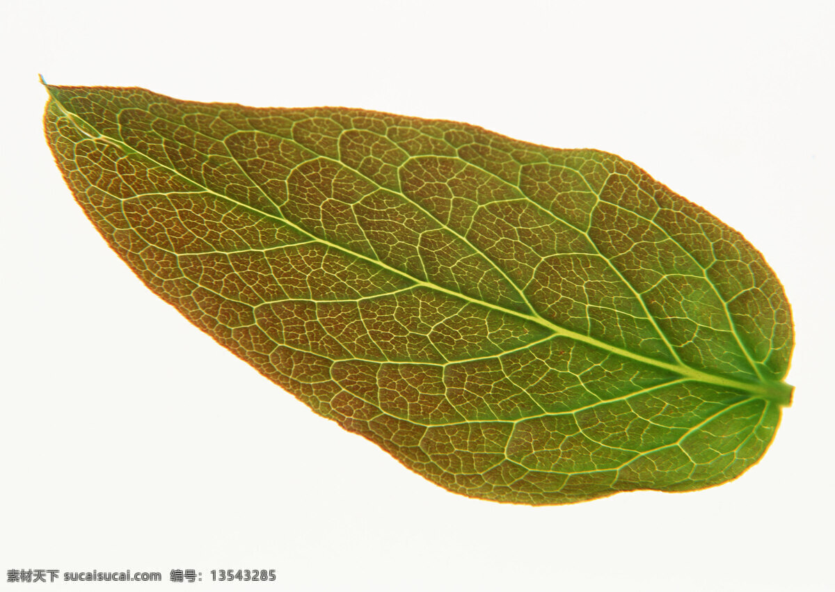 叶纹 叶片 单片叶 绿叶 自然 生物世界 树木树叶