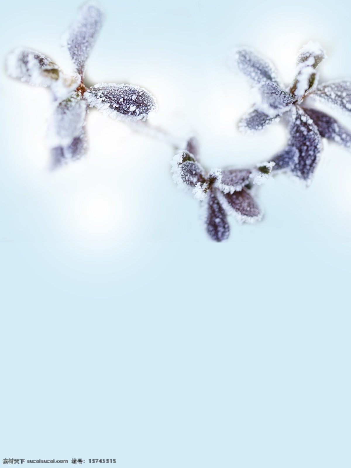 大雪 唯美 雪花 霜降 背景 蓝色 树枝 雪山 蓝色背景 雪地 白雪 大寒 冰冻 雪背景 冬季背景