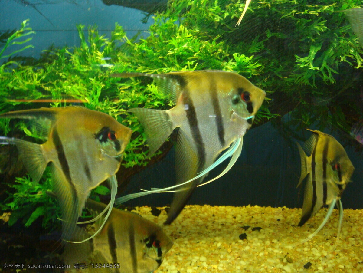 热带鱼 生物世界 鱼缸 鱼类 神仙鱼 海底景观石 绿色水草