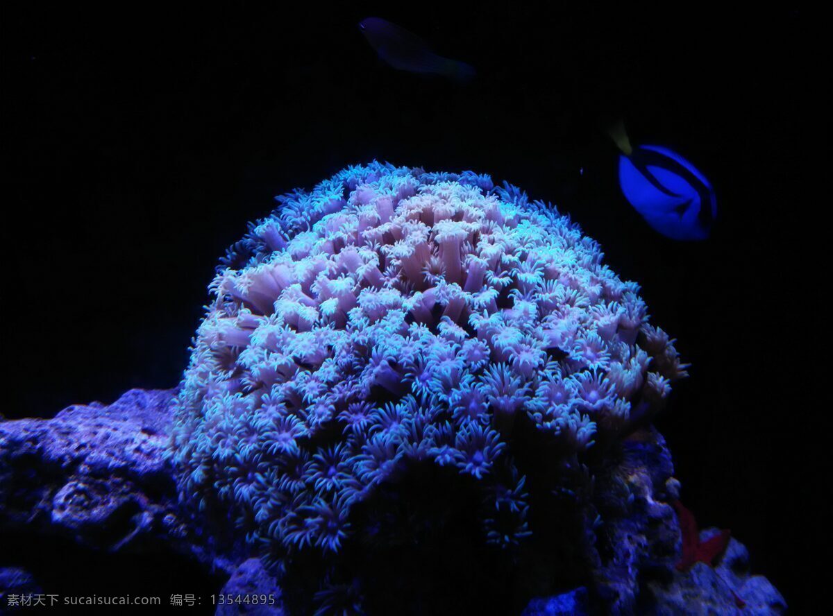 珊瑚 珊瑚礁 海底 海洋生物 水族 水族箱 软体动物 碎石 海水 生物 动物 生物世界