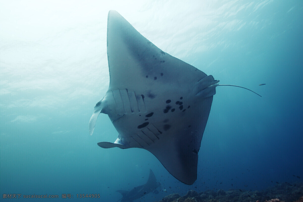 蝙蝠鱼 海洋生物 魔鬼鱼 生物世界 摄影图库