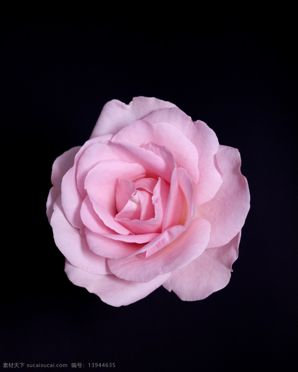 位图 写实花卉 植物摄影 花卉 花朵 免费素材 面料图库 服装图案 黑色