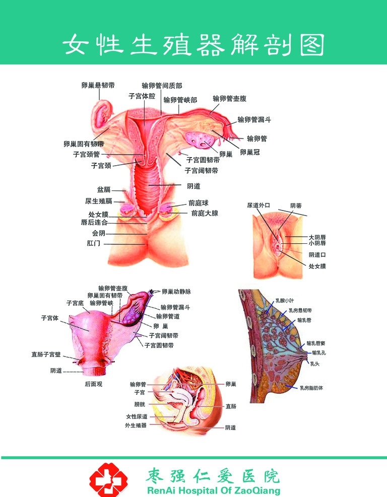 女性 生殖器 解剖 图谱 生殖 器官 图 文字注释 医院名称 广告设计模板 源文件