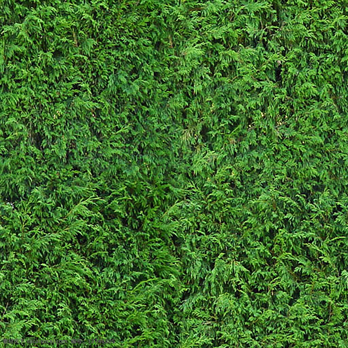 绿色植被 叶子 绿色 植物 草地 清新 生物世界 树木树叶 贴图 背景 生态 环保 自然 底纹边框 背景底纹