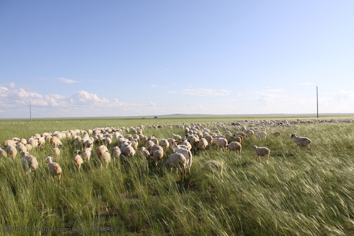 呼伦贝尔 草原 内蒙古 羊群 草地 自然景观 自然风景 黑色