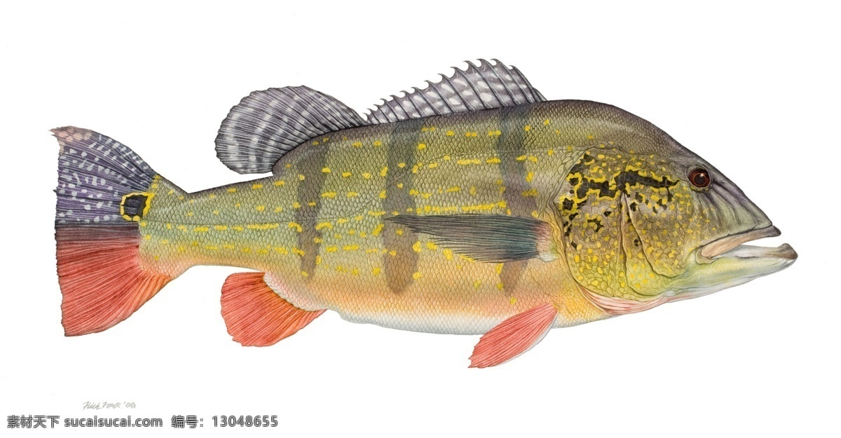 鱼类手绘插画 海洋生物 手绘 手绘鱼 鱼类插画 鱼 鱼类 装饰画 花鸟画 插画 生物 手绘鱼类 插图 生物世界
