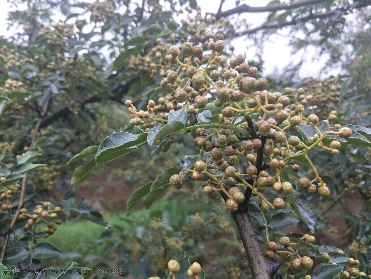 农作物 原料 味道 大红袍花椒 胡椒 花椒种植 花椒粒 花椒素材 鲜花椒 成熟花椒 新鲜 新鲜花椒 韩城花椒 佐料 作料 农产品 花椒叶 四川特产 大花椒 山椒 带花椒的树 精品素材 生物世界 树木树叶