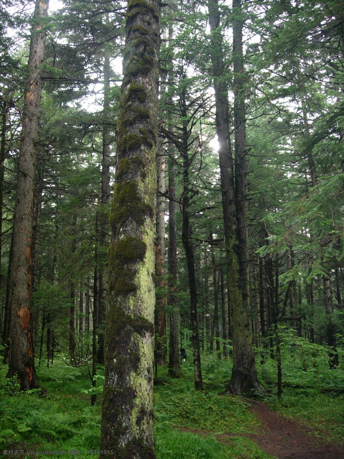 长白山森林 长白山 原始森林 自然风景 自然景观