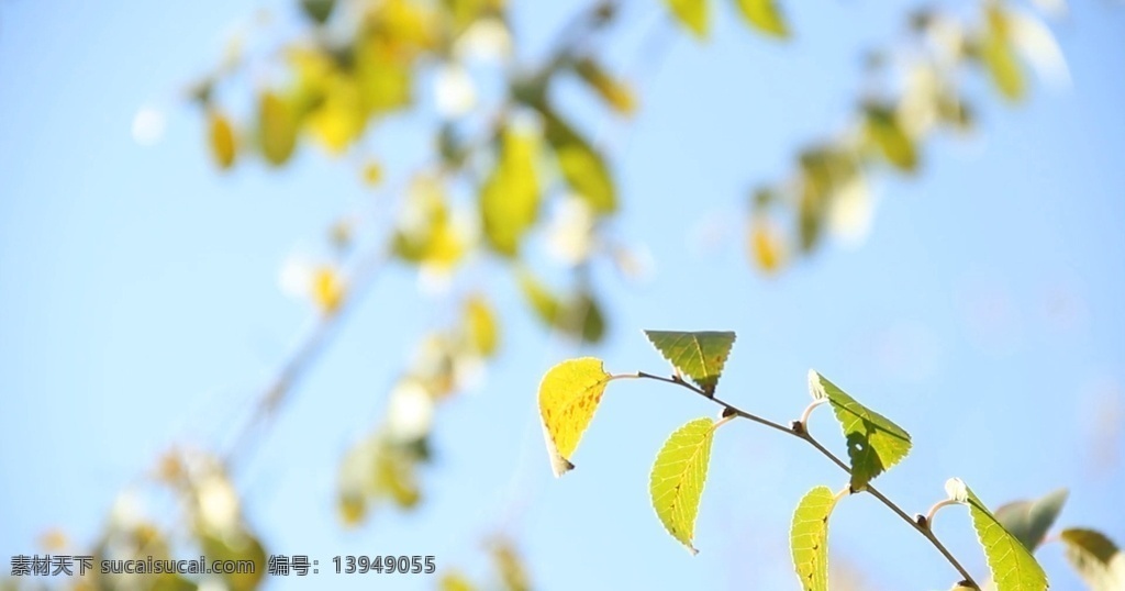 树叶实拍 树叶高清视频 实拍 阳光下的树叶 蓝天树叶 叶子 朦胧树叶 唯美 多媒体 实拍视频 动物植物 mp4