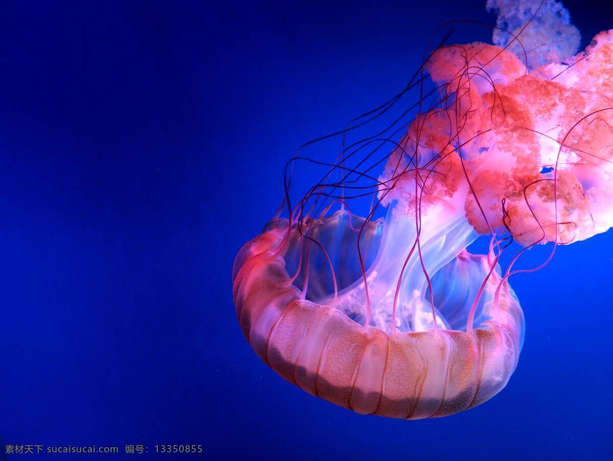 水母 海洋生物 海洋 蓝色 绚丽 摄影素材 自然景观 自然风景