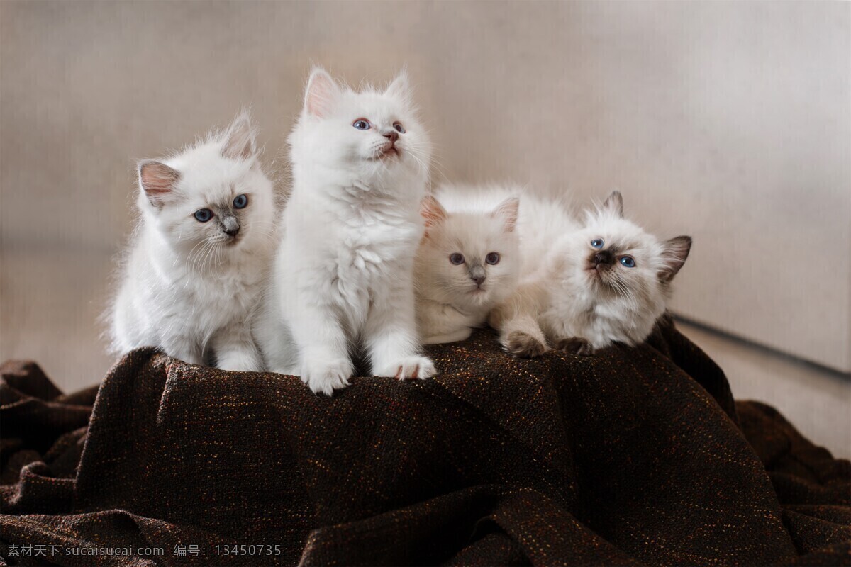 宠物猫图片 喵 猫咪 宠物 萌宠 家猫 动物 可爱 萌猫 小猫 宠物猫 喵星人 可爱的动物 生物世界 家禽家畜