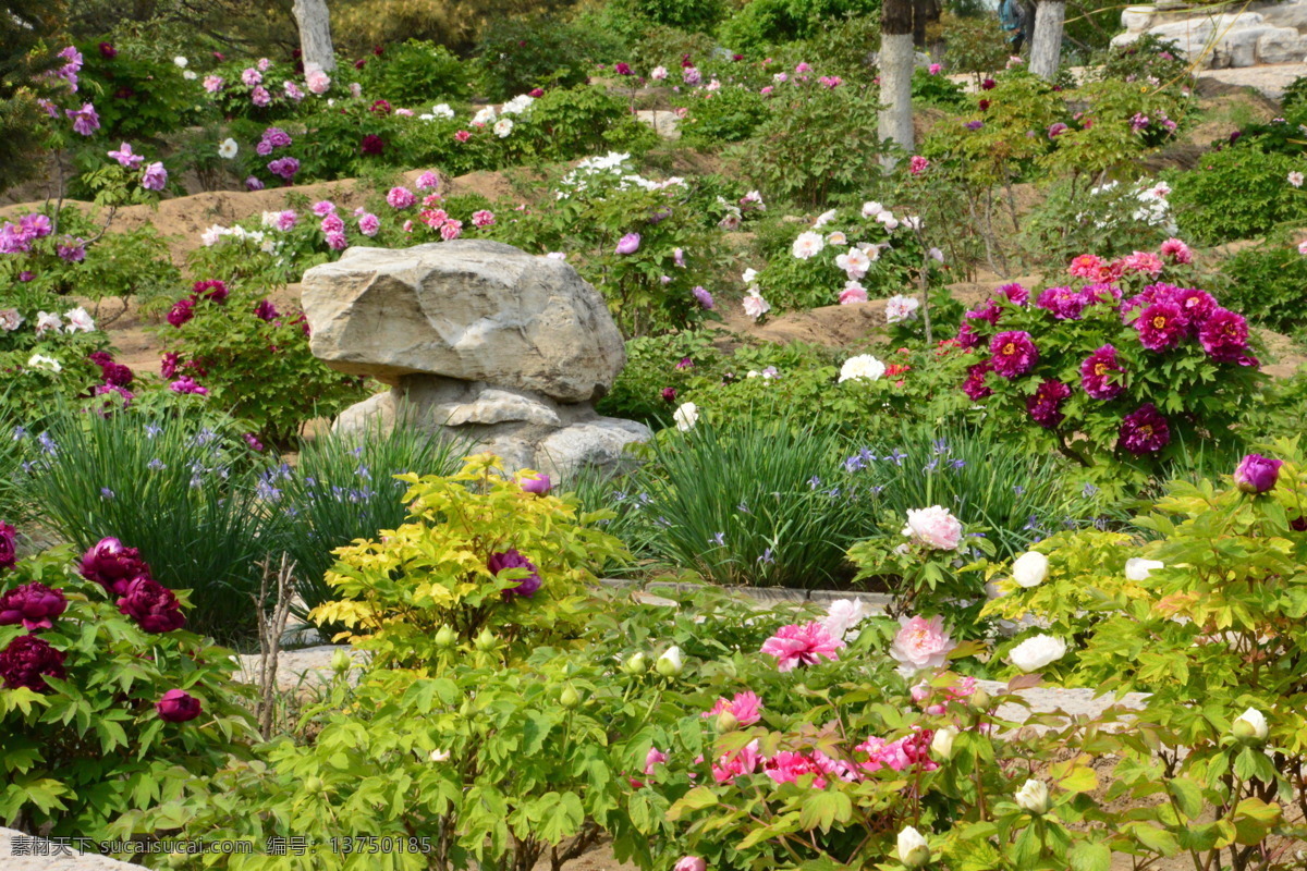 牡丹花 牡丹 观赏花卉 鼠姑 木芍药 百雨金 洛阳花 花朵 花瓣 花蕊 花卉 花儿 花草 植物 园林绿化 绿化景观 芍药牡丹 生物世界