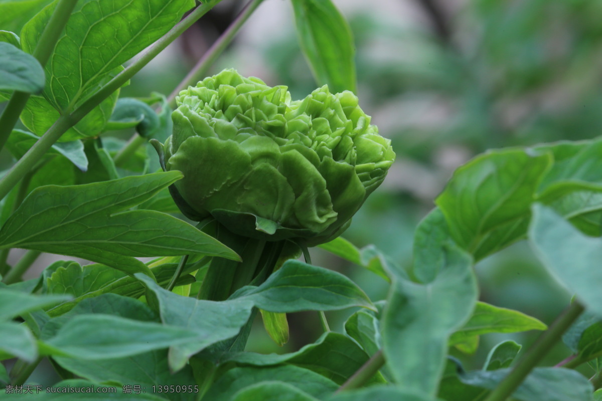 牡丹花 牡丹 观赏花卉 鼠姑 木芍药 百雨金 洛阳花 花朵 花瓣 花蕊 花卉 花儿 花草 植物 园林绿化 绿化景观 芍药牡丹 生物世界