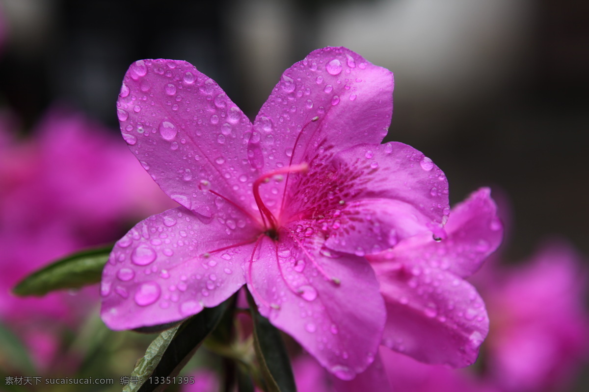 杜鹃花 春色 鲜花 粉红色 水珠 绿叶 红花 花草 生物世界