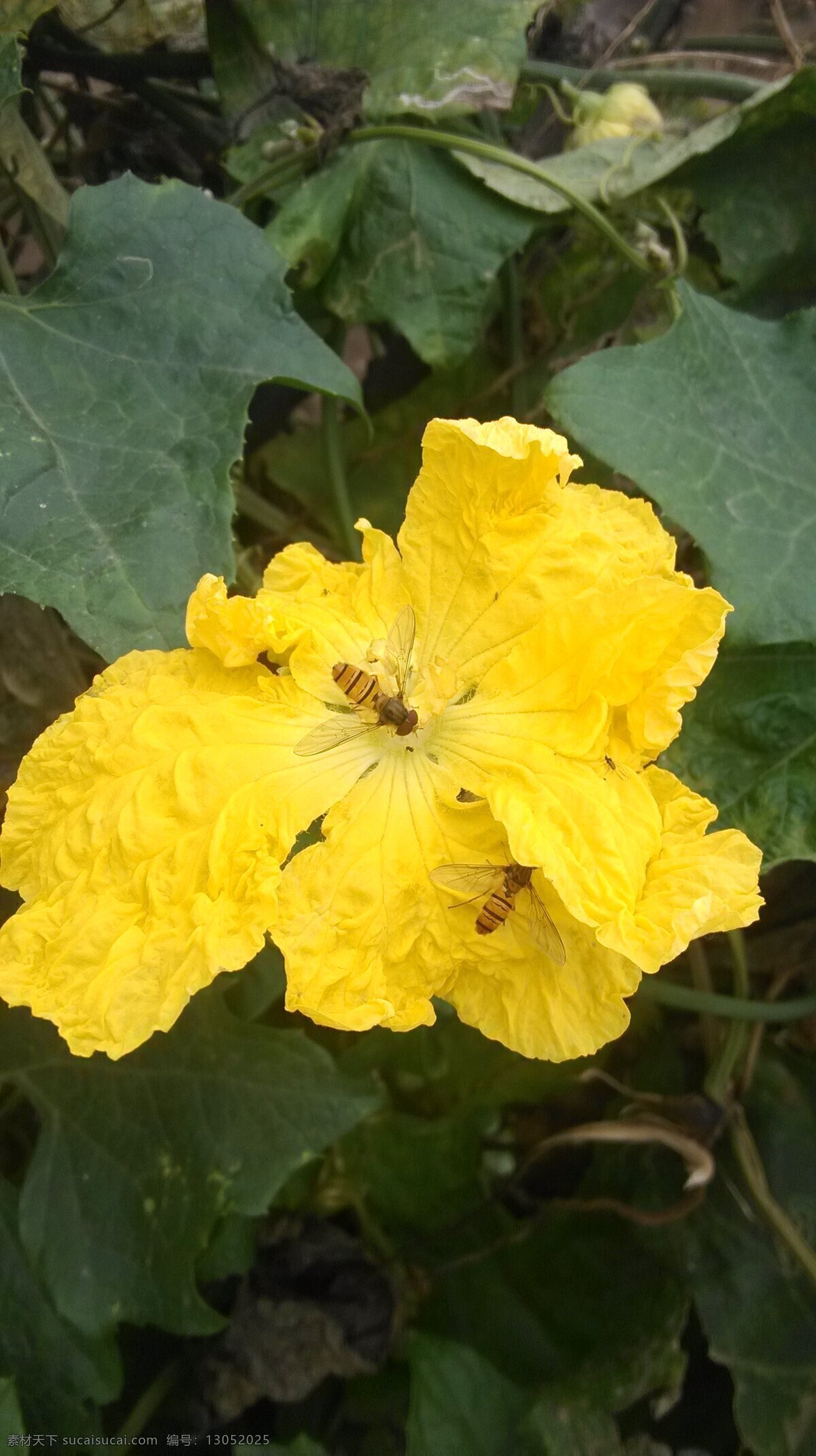 采 蜜 花 黄花 昆虫 绿叶 蜜蜂 生物世界 采蜜