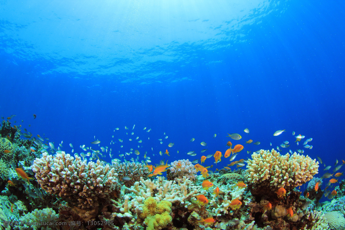 海底 珊瑚 鱼群 水下 礁石 水下摄影 大海图片 风景图片