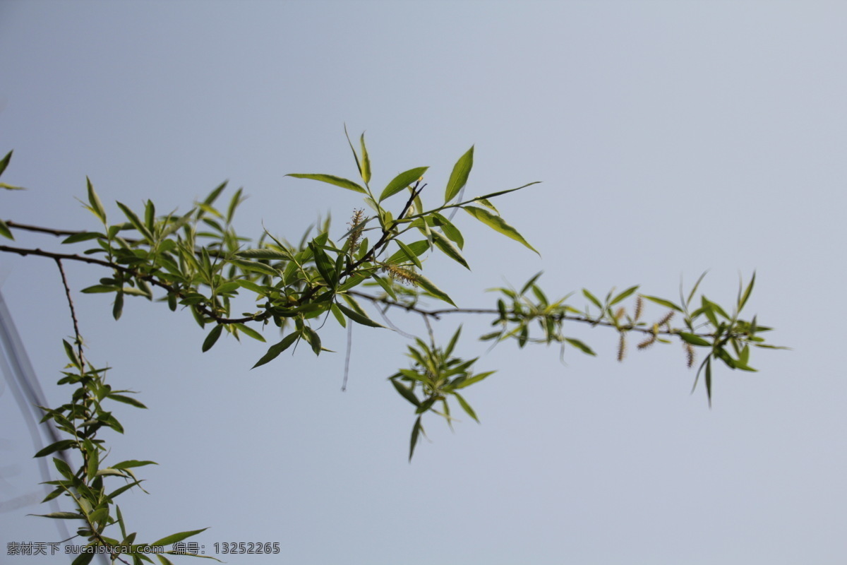 柳树 初春 春天 柳叶 嫩芽 生物世界 树木树叶 psd源文件