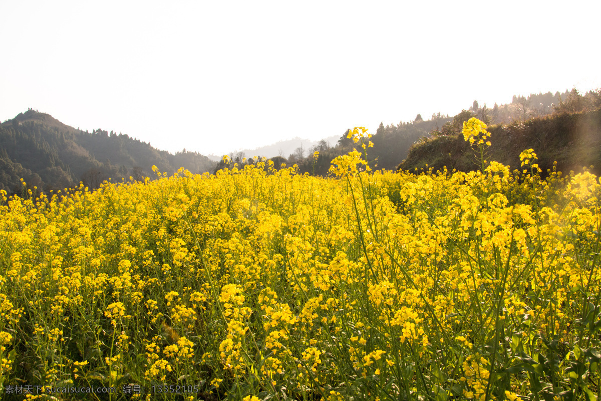 油菜 花海 山峰 春天 景色 海报 背景 春天景色 唯美 油菜花 花 春季花 黄色花朵 油菜花田 油菜花海