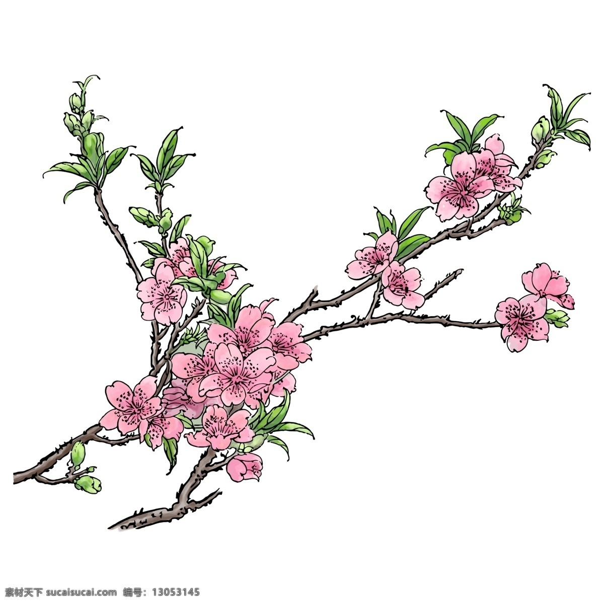 春天 粉色 手绘 水彩 风格 桃花 树枝 元素 桃树 叶子 绿叶 写实桃花 手绘风格 手绘桃花 水彩风格 粉色桃花 花