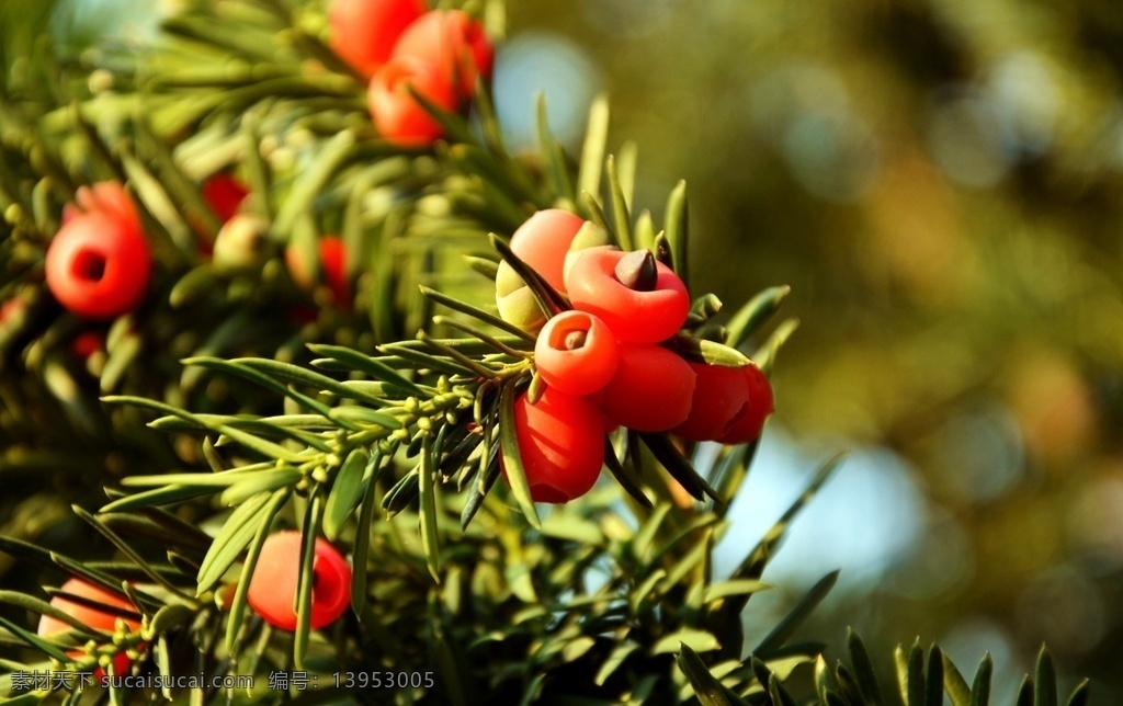 红豆杉 taxus wallichiana var chinensis pilg florin 常绿乔木 灌木 植物