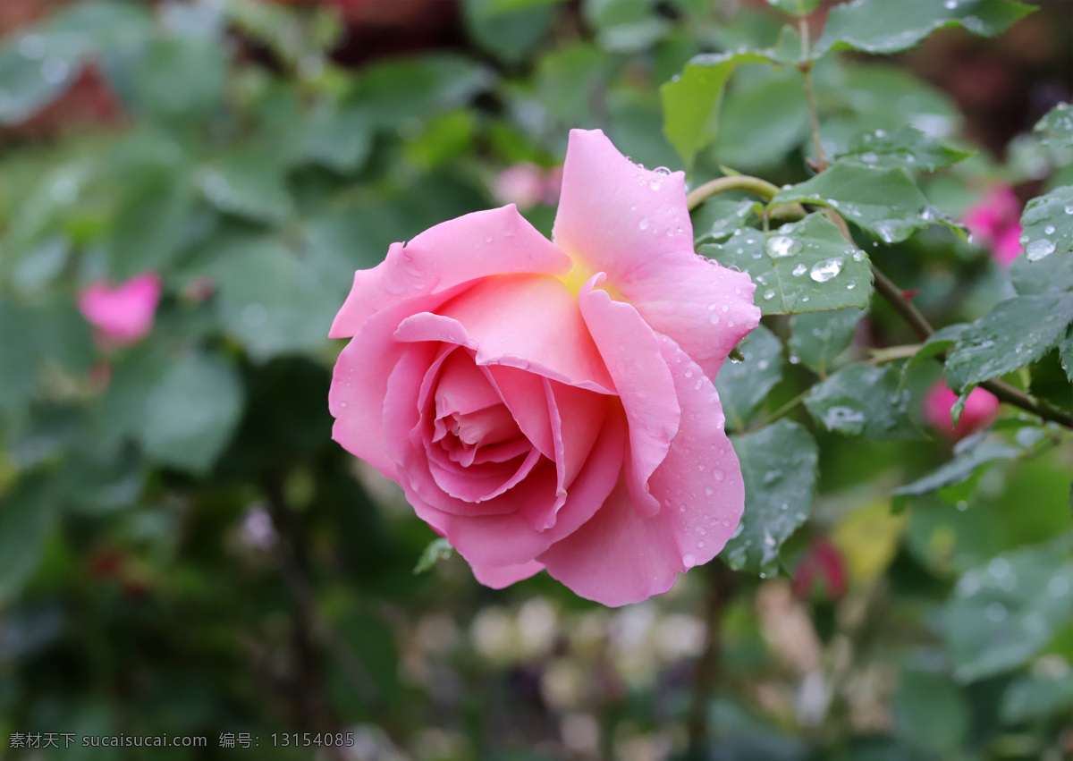 粉玫瑰 玫瑰 玫瑰花 红玫瑰 黄玫瑰 白玫瑰 花朵 花苞 花骨朵 花卉 花草 水珠 露珠 壁纸 植物 特写 花瓣 花枝 花心 绿叶 叶子 叶片 花叶