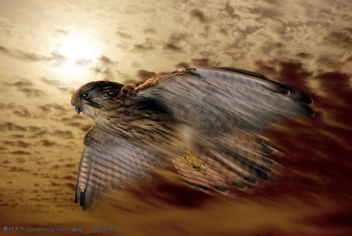 急速 飞行 老鹰 动物 飞禽 鸟类 极速飞行 捕食 影子 快速 空中飞鸟 生物世界