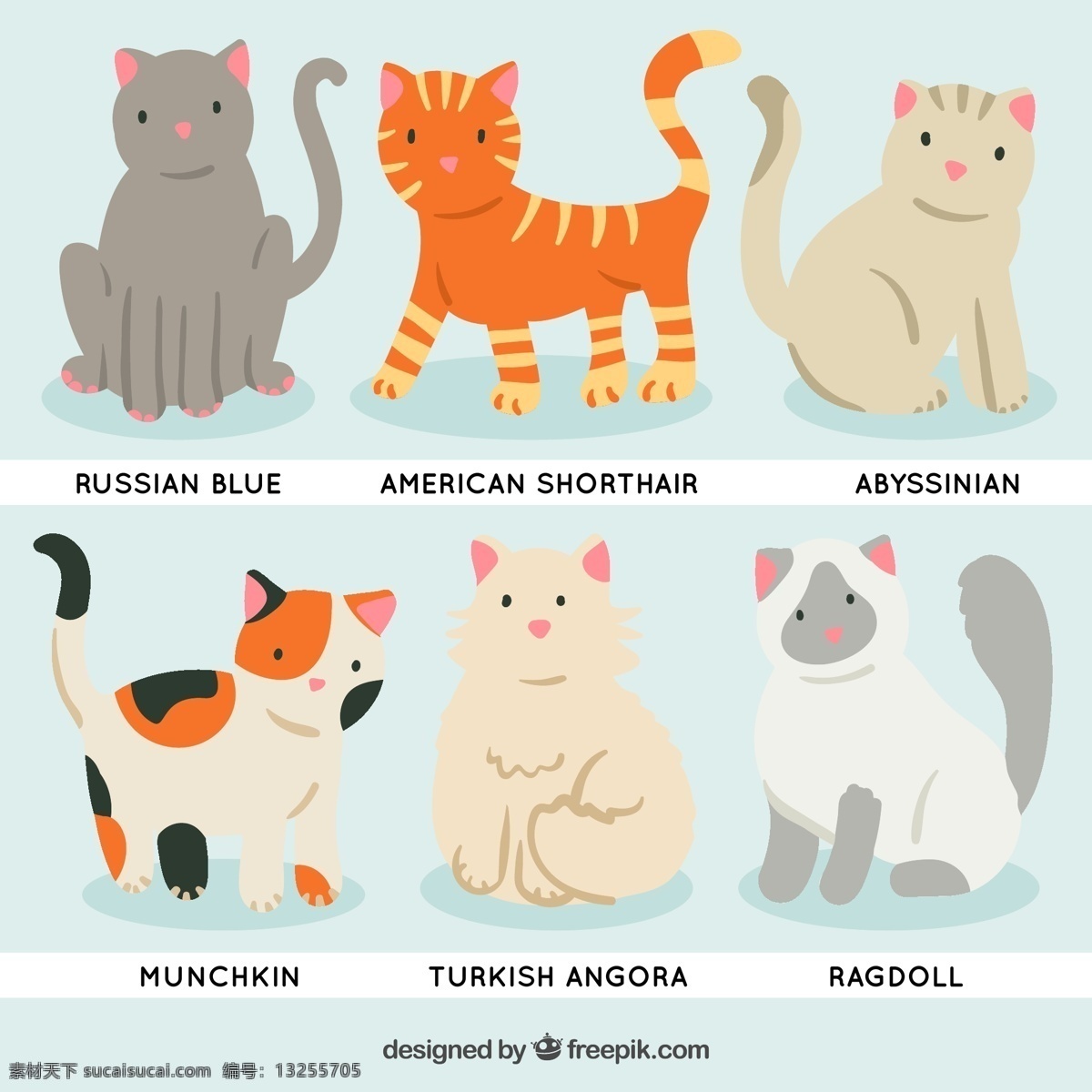 款 可爱 宠物 猫 矢量 俄罗斯蓝猫 美国短毛猫 阿比西尼亚猫 芒奇金猫 土耳其 安哥拉 布偶猫 动物 矢量图