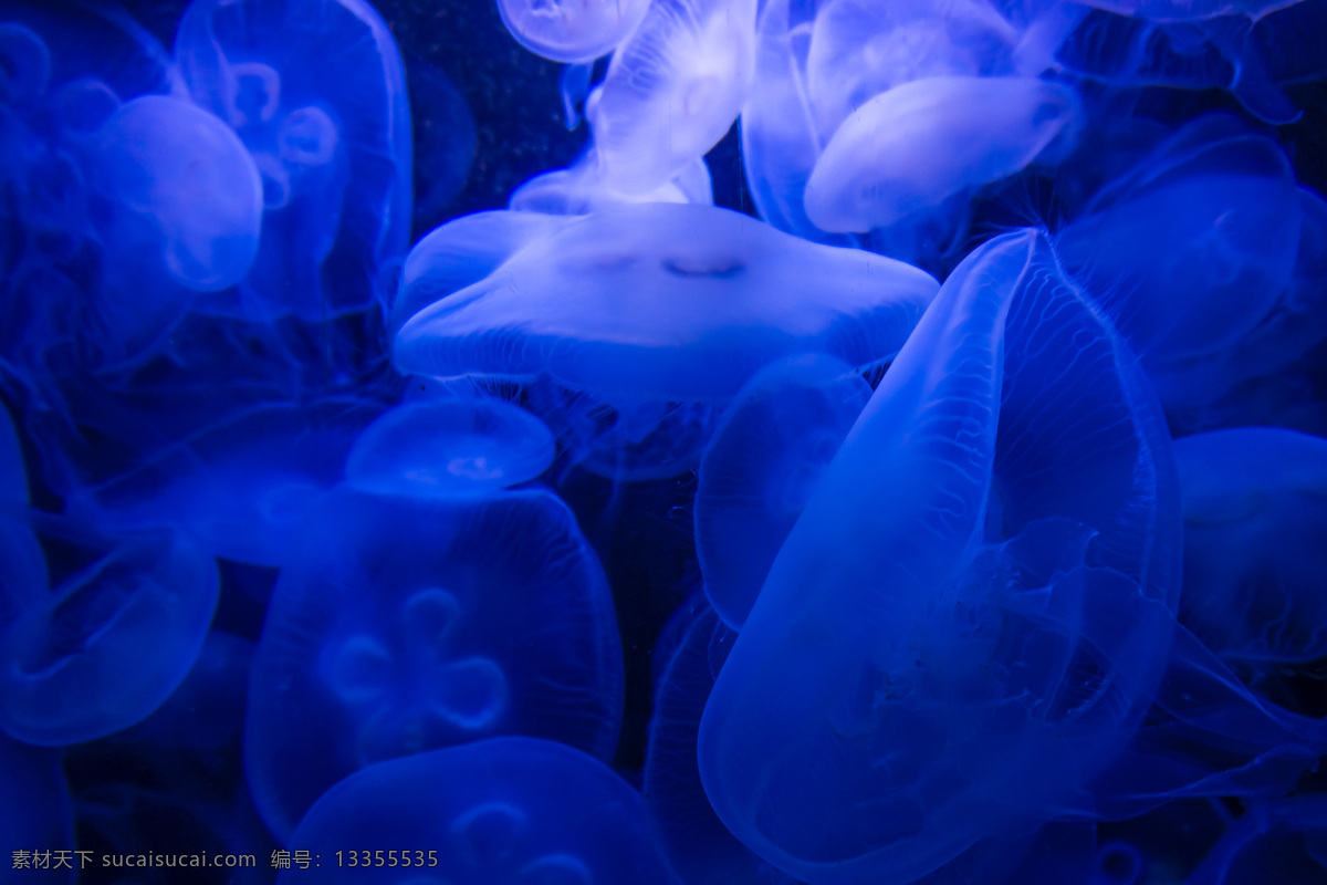 唯美 海洋动物 海生动物 水母 可爱 可爱水母 生物世界 海洋生物