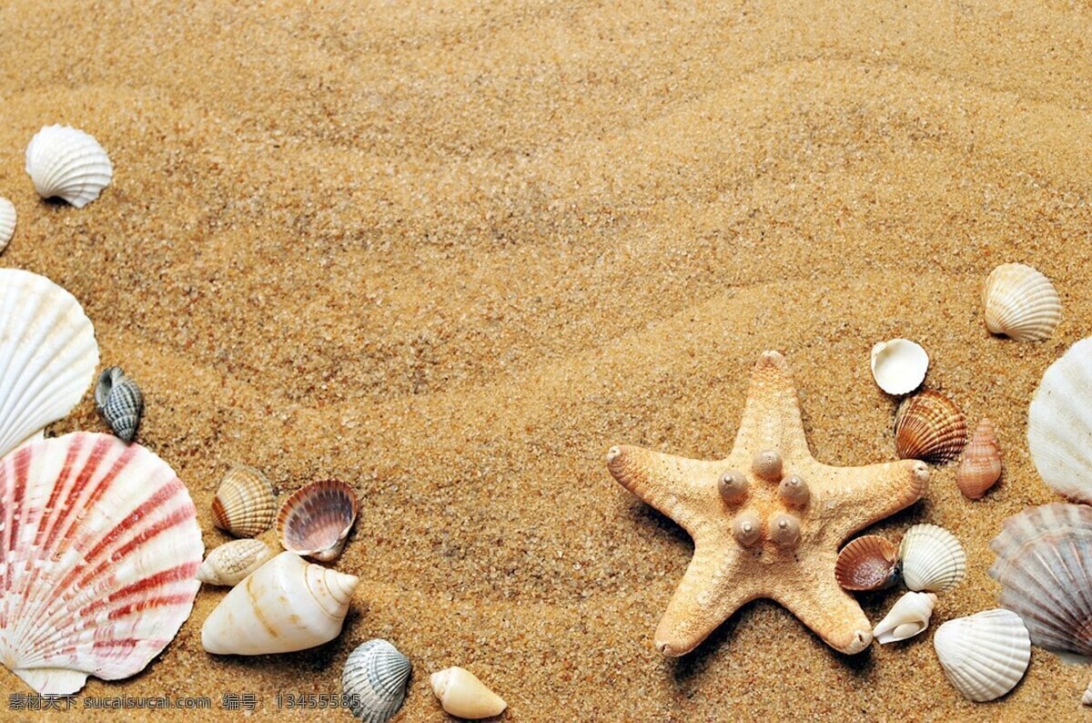 大海沙滩贝壳 海 沙 海岸 海滩 贝壳 假期 自然 水 外壳 海星 夏天 海洋 贻贝 气候 自然景观