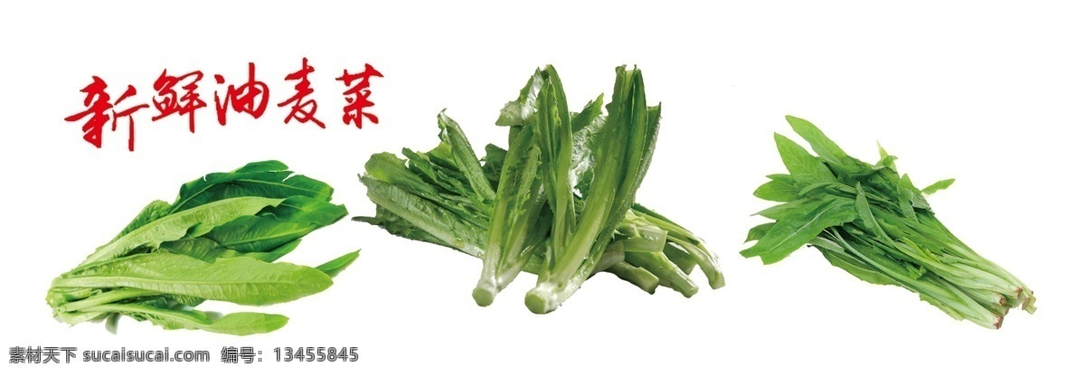 蔬菜 蔬菜海报 油麦菜海报 蔬菜展板 油麦菜展板 蔬菜灯箱 油麦菜灯箱 油麦菜元素 蔬菜元素 油麦菜素材 蔬菜素材
