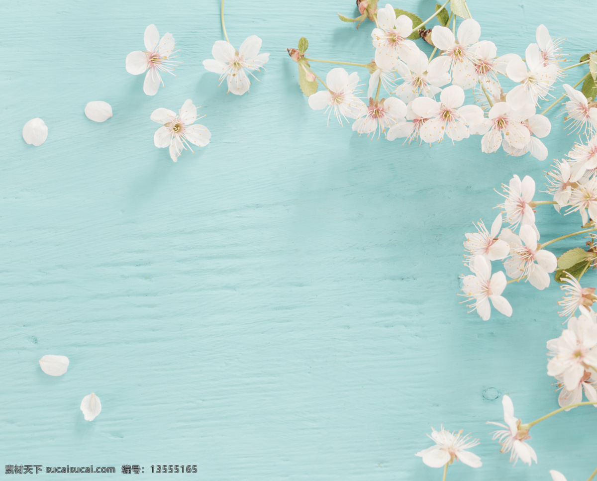 蓝色 木纹 背景 上 樱花 桃花 鲜花 花卉 野花 花 花朵 花瓣 花头 粉色花束 花盆 绿色盆景 多年生植物 常绿植物 园艺展览 热带植物 植物艺术美 植物学 自然 园艺 盆栽 植物 室内植物 叶子 枝 树 树干 绿色园林 植物园 装饰花盆植物 盆景 绿植 盆栽植物 种植园艺 盆栽花卉 草本 花蕾 灌木 生物世界 花草