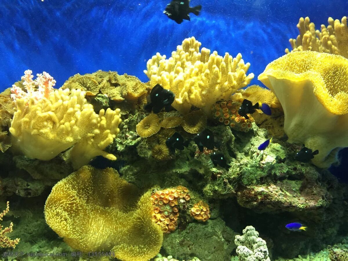 海底 世界 海洋馆 鱼 水草 龙门 海沙 海 生物世界 海洋生物