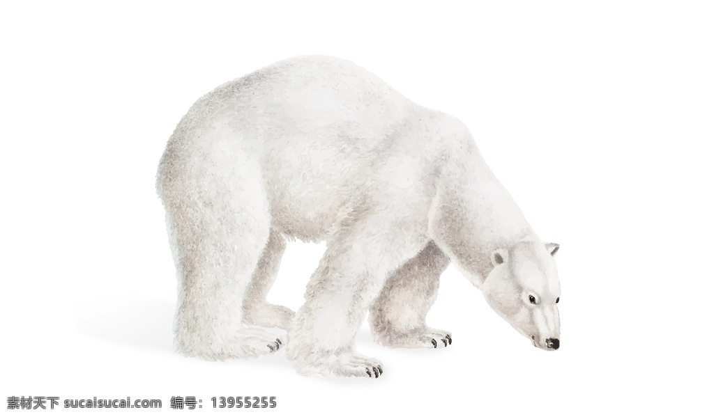 野生动物 插图 动物插图 手绘动物 大型动物 猛兽 飞禽 鸟兽 禽类 猛禽 猫 乌龟 松鼠 梅花鹿 牛 锦鸡 狼鹰 白熊 熊 狐狸 兔子 鹿 企鹅 猫头鹰 生物世界
