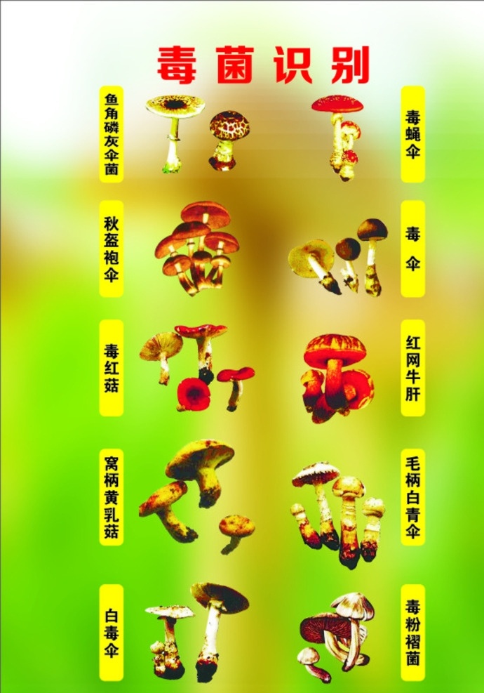 毒菌识别 毒菌 毒菌知识 菌子图片 菌子 菌种识别 毒菌宣传单 野生菌 自然风光 自然景观 医院知识