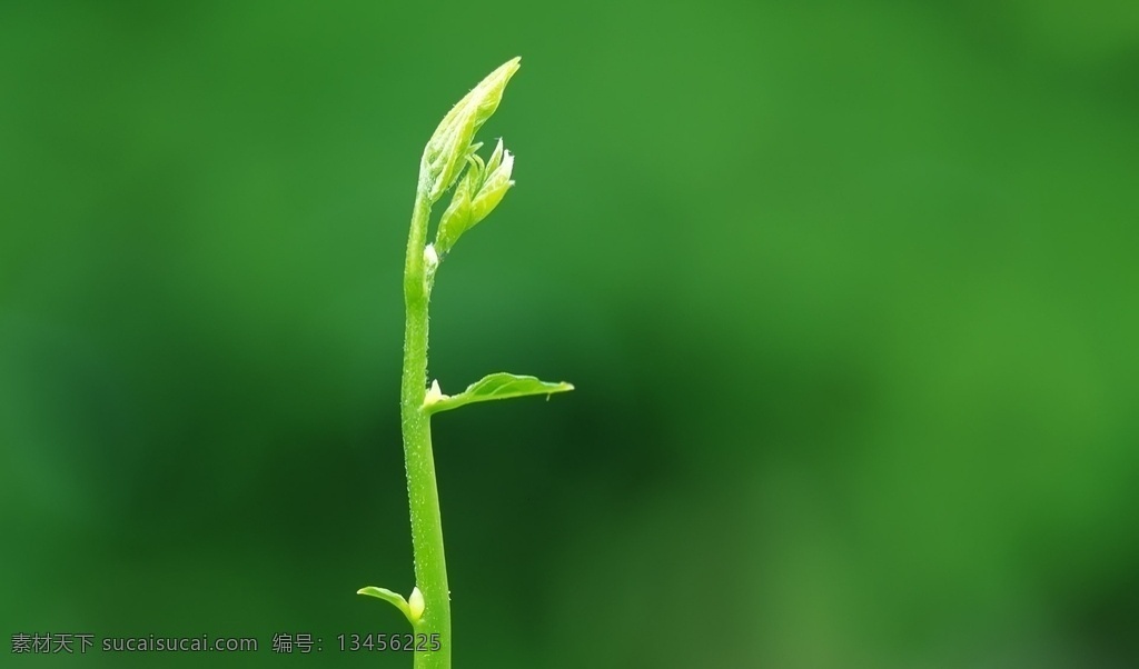 绿芽 树叶 小清新 小清新植物 新叶 叶子 天空 春天 夏季 新芽 自然风景 植物 野草 山间植物 树枝 小草 生物世界 绿色 护眼 壁纸 护眼壁纸 花草 叶子背景 植物背景 绿叶 植物墙 绿植 自然景观