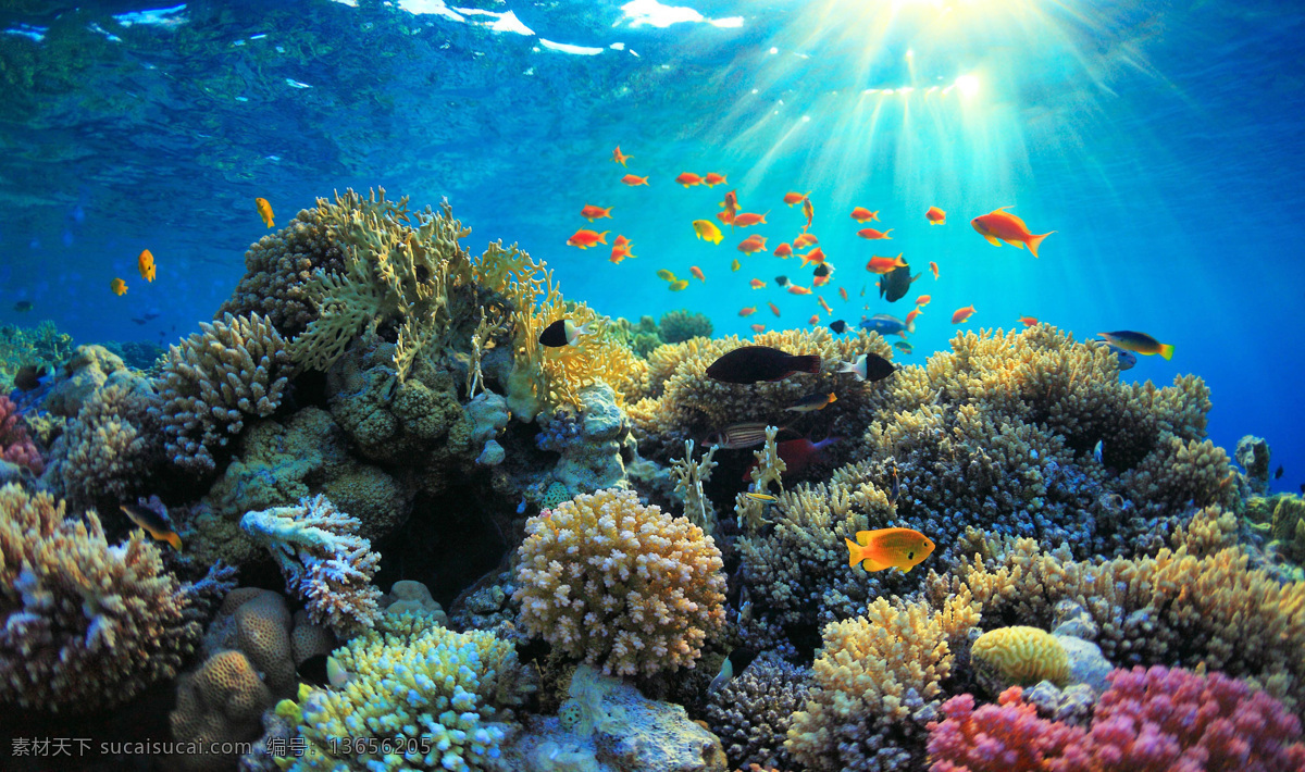 浮潜 大海 深海 浮潜装备 潜水 软珊瑚 硬珊瑚 珊瑚礁 大堡礁 深海大堡礁 深海探索 海底动植物 植物 海底 海洋 海水鱼 动物 生物世界 海洋生物 海底生物 自然 自然生物 设计素材 旅游胜地 岛屿 专业人员 优美动作 珊瑚潜水