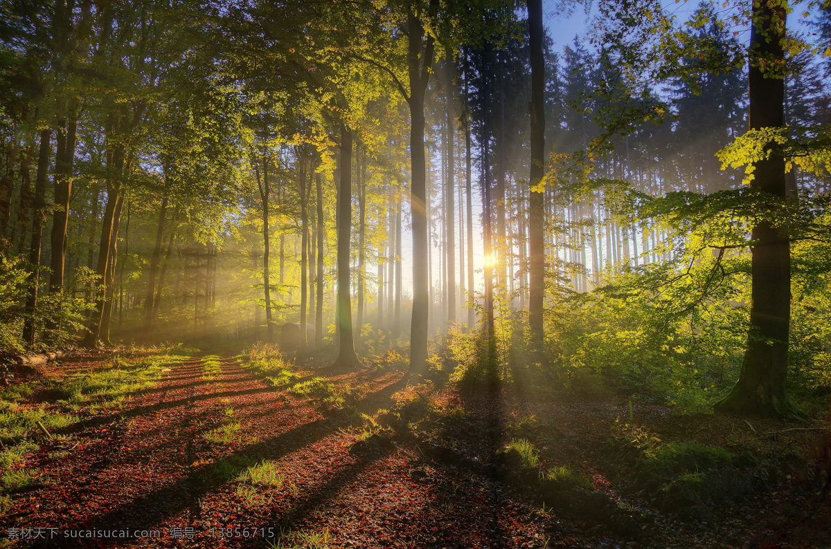 阳光森林 阳光 光阳森林 大自然 阳光树林 阳光穿透 唯美 穿透 树林 森林 草地 小路 公园 树木 光线照射 自然景观 自然风景