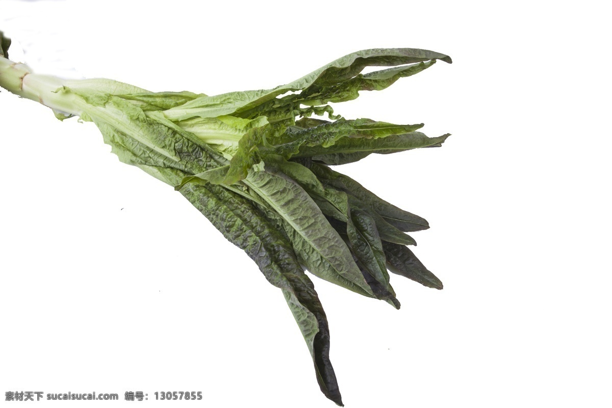 纯 绿色 莴苣 营养健康 美味健康 纯绿色 叶菜 食物 凉拌 炒着 莴笋 有营养 健康 含维生素 火锅 营养丰富