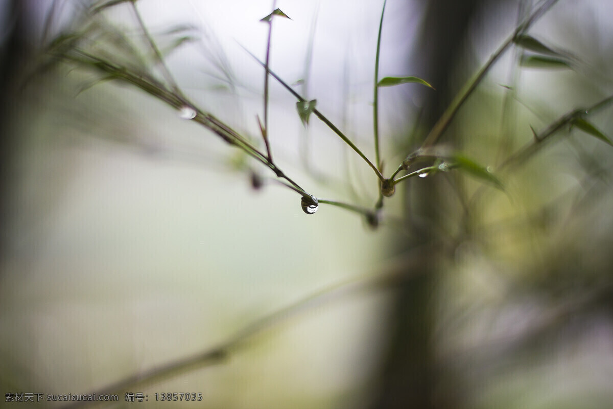 雨滴 水滴 竹 竹林 自然风景 自然景观 雨后的竹林 psd源文件