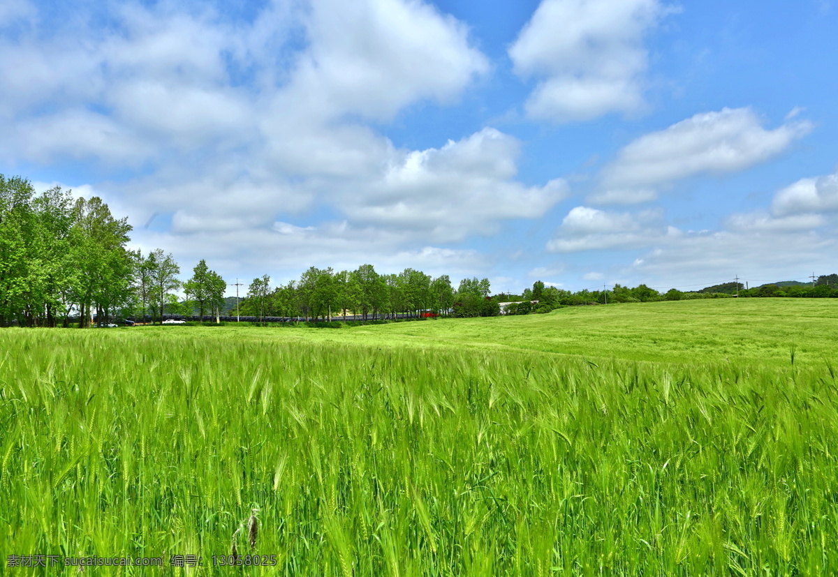 蓝天 白云 下 麦田 农场 麦子 大麦 绿色 春天 春 春季 夏天 夏季 远方 自然景观 自然风景