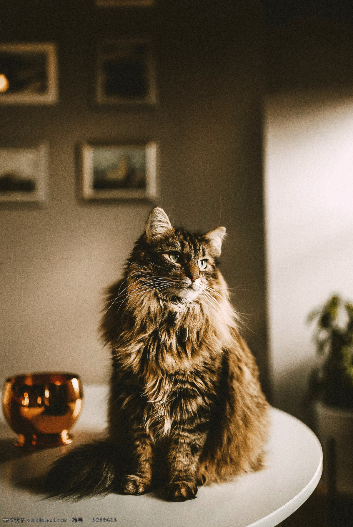 动物 萌宠 宠物 高清图 可爱 奶猫 猫图片素材 猫咪 生物世界 野生动物