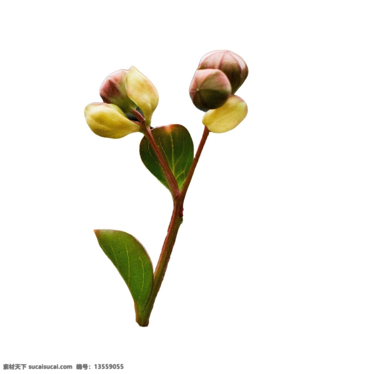 春天 发芽 植物 鲜花花蕾 植物花蕾 春天植物 植物发芽 卡通插图 创意卡通下载 插图 png图下载