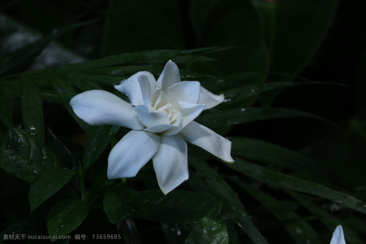 栀子花 黄栀子 山栀 白蟾 花瓣 花朵 花儿 花草 花卉 花心 植物 花卉大观园 生物世界