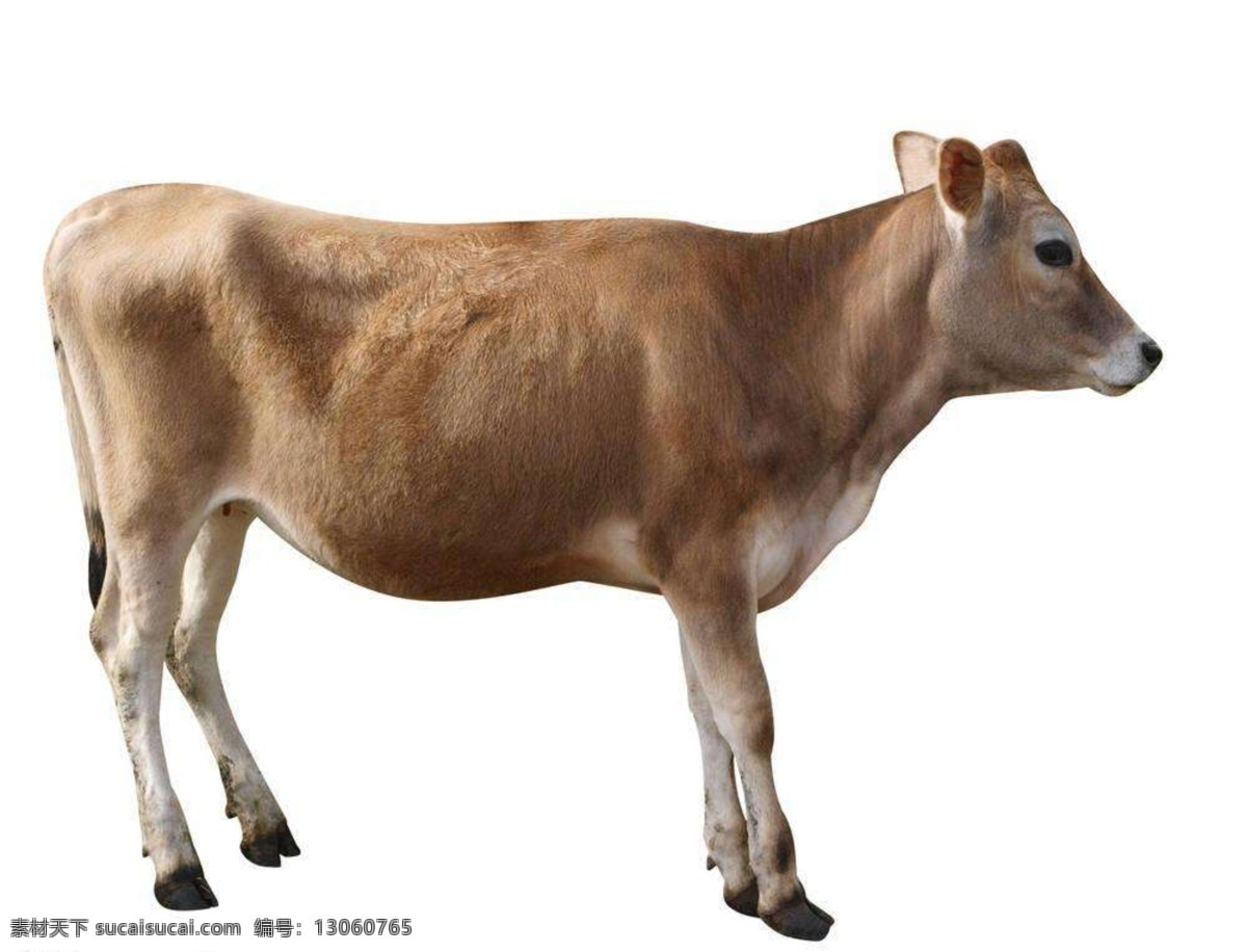 牛 黄牛 奶牛 牛肉 牛养殖场 牛排 养牛场 牛网站 生态养殖 牛场养殖 畜牧加工 牛图片 牛广告 牛创意广告 大自然生态 农村养殖 动物广告 新鲜牛肉 牛养殖 农村放牛 放牛图 美味牛肉 农村牛 牛魔王 牛王 牛肉串 酒店牛肉 农家乐牛肉 农产品 肥牛 山牛 牛肉火锅 中国牛肉 生活素材 自然景观 自然风景