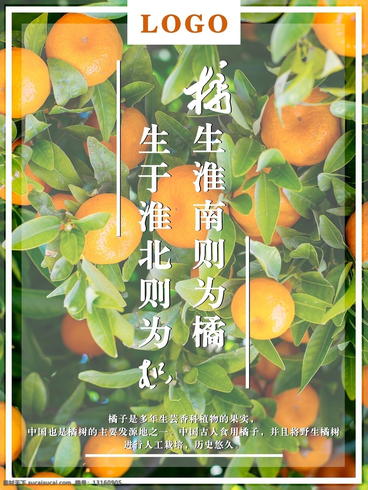 简约 大气 橘子 树 水果 海报 橘子树 极简 橘 生 淮南 生于 淮北 枳
