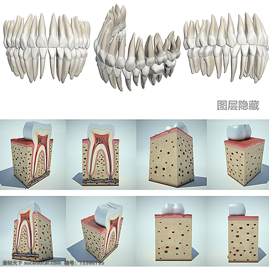 3d牙齿 3d 牙齿 牙科 门牙 犬牙 前臼齿 后臼齿 切齿 犬齿 解剖图 横截面 视图 神经 牙髓 牙磨 牙根 3d物体 分层 白色