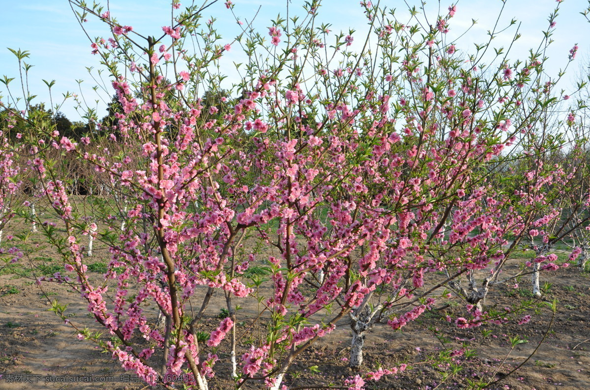 桃花 桃树 桃树枝 开花的桃树 桃花朵朵开 春天 早春 粉红 盛开 桃树枝叶 绿叶 树木 植物 花卉 花草 生物世界
