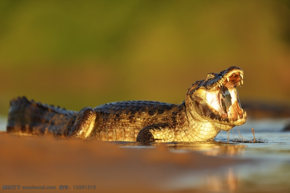 张开嘴的澳大利亚鳄鱼照片摄影图片_ID:159439614-Veer图库